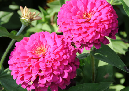 Rose Zinnia seed